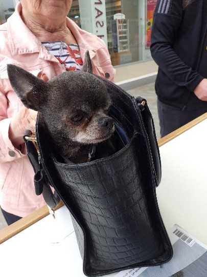 Dog in a bag.jpg