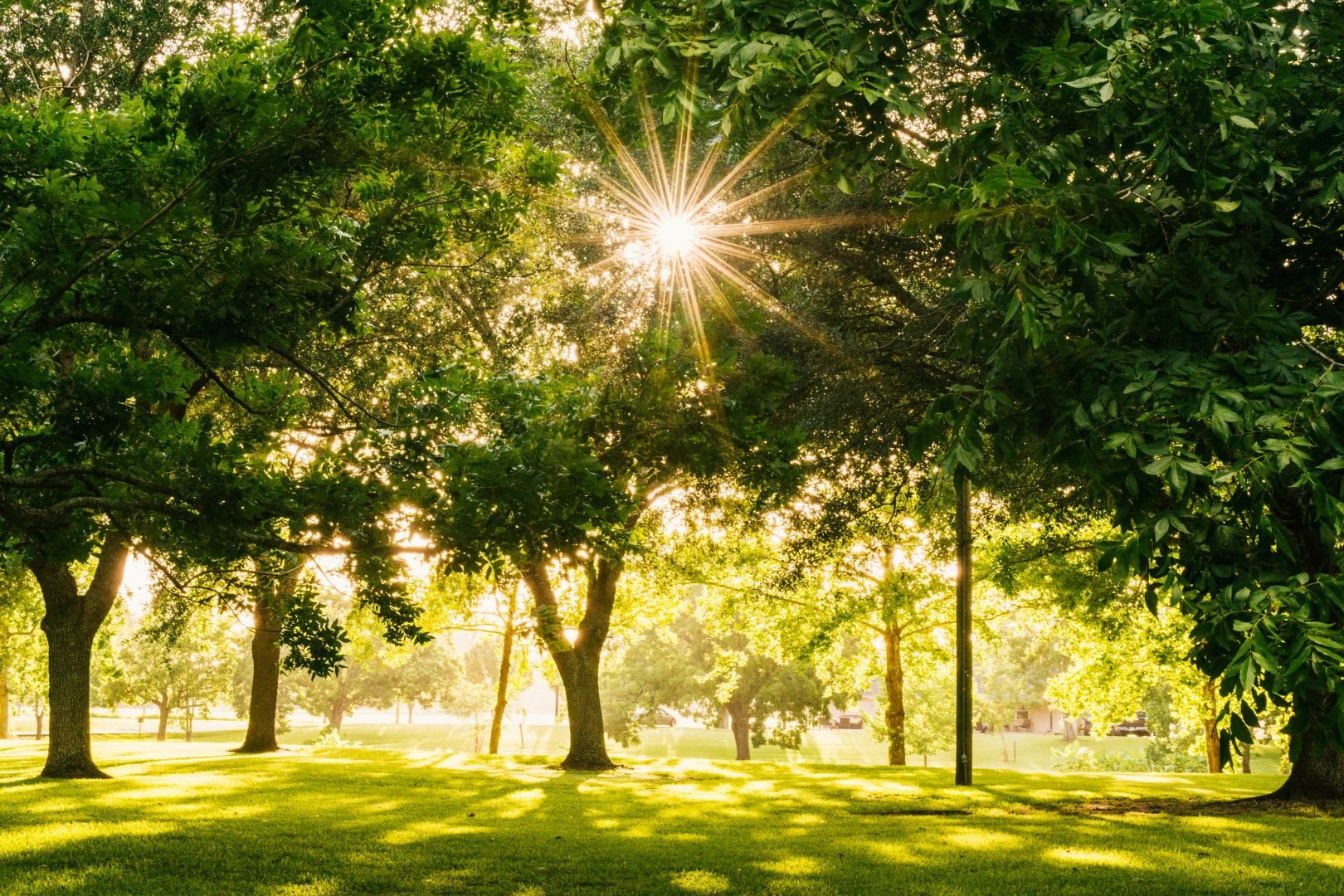 sunshine through trees